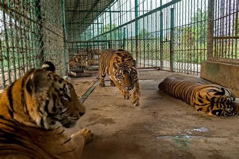 老虎可以養嗎|亞洲老虎農場把瀕危動物端上餐桌